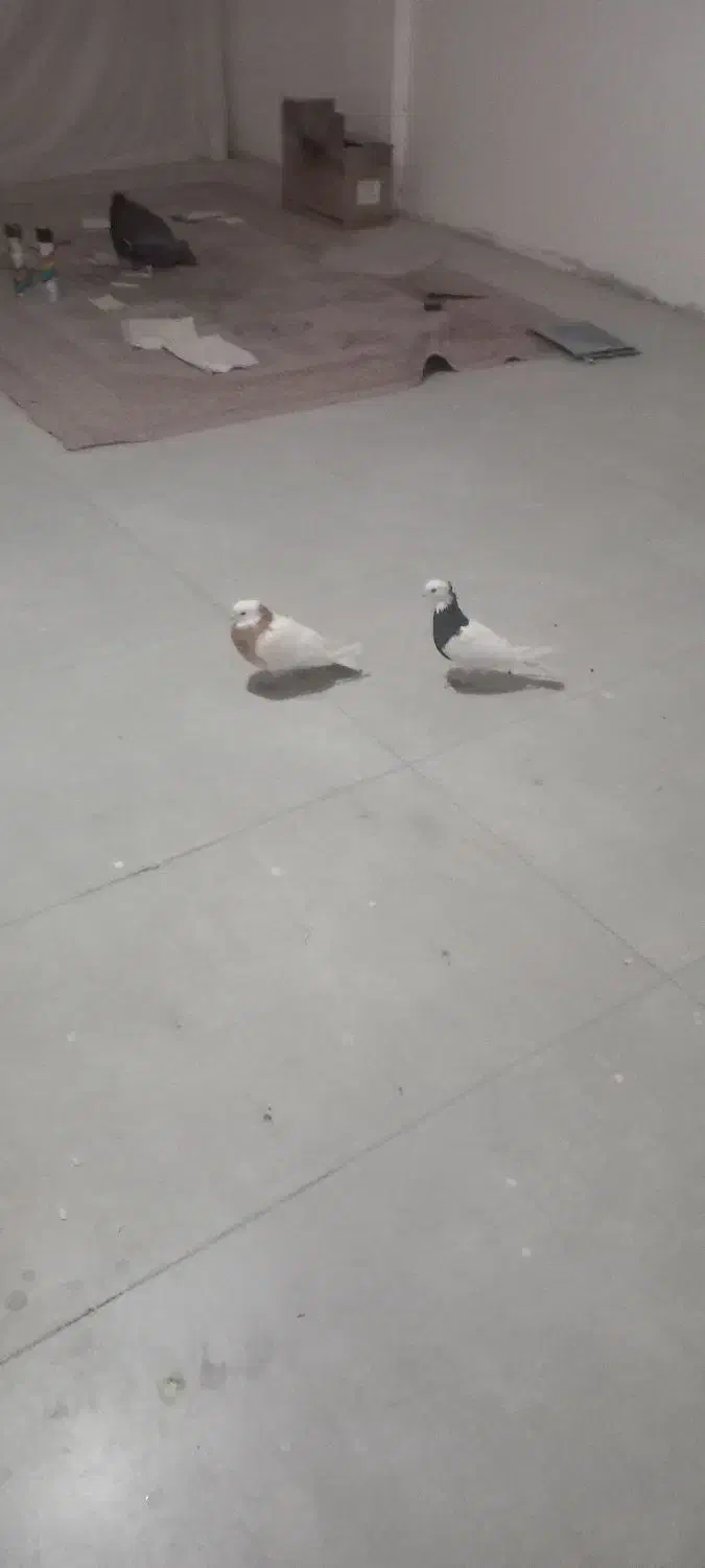 کبوتر طوقی|پرنده|مشهد, نیروی هوایی|دیوار