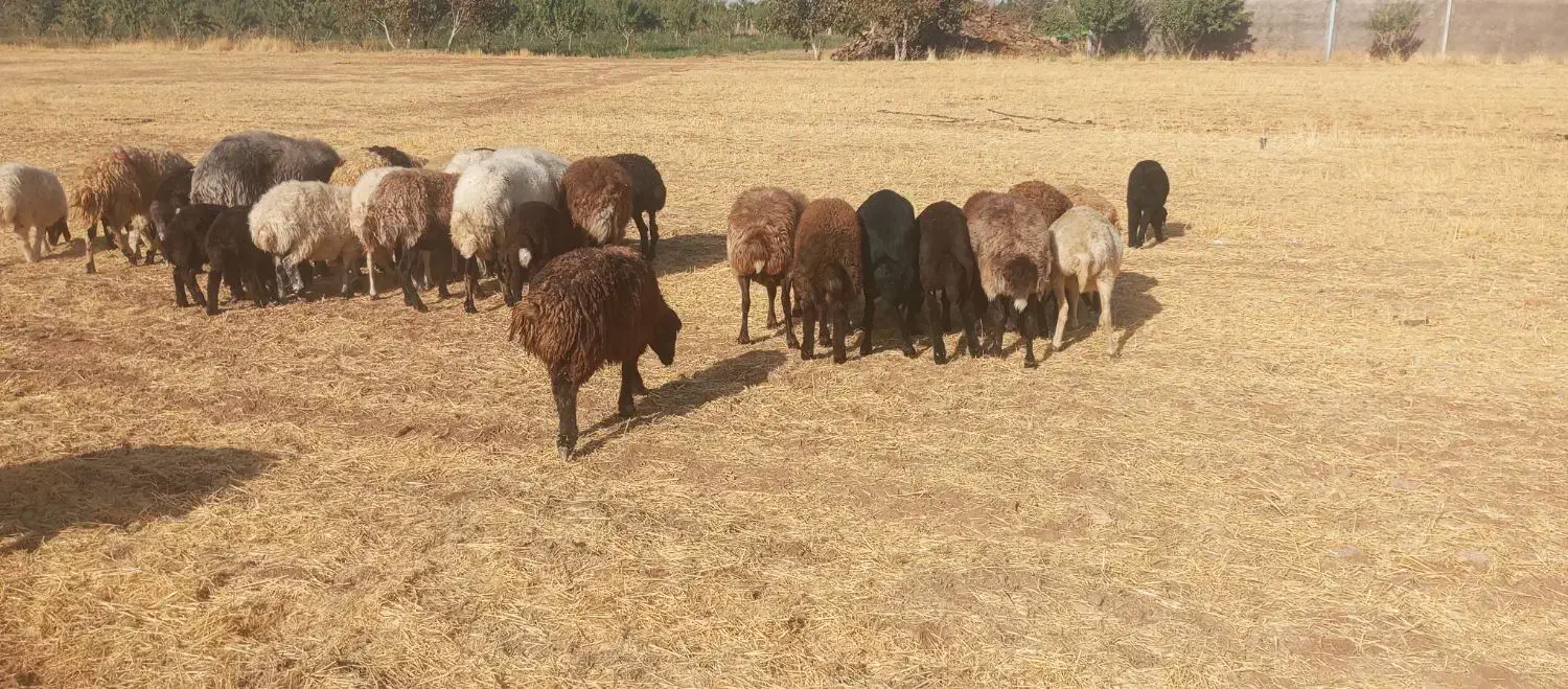 بره ماده افشاری و غزل افشار|حیوانات مزرعه|گلپایگان, |دیوار