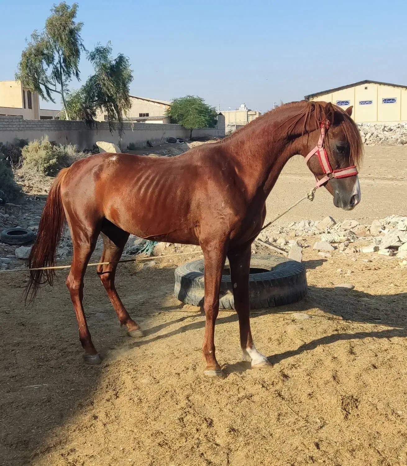 اسب عرب|اسب و تجهیزات اسب‌سواری|اهواز, شریعتی جنوبی|دیوار