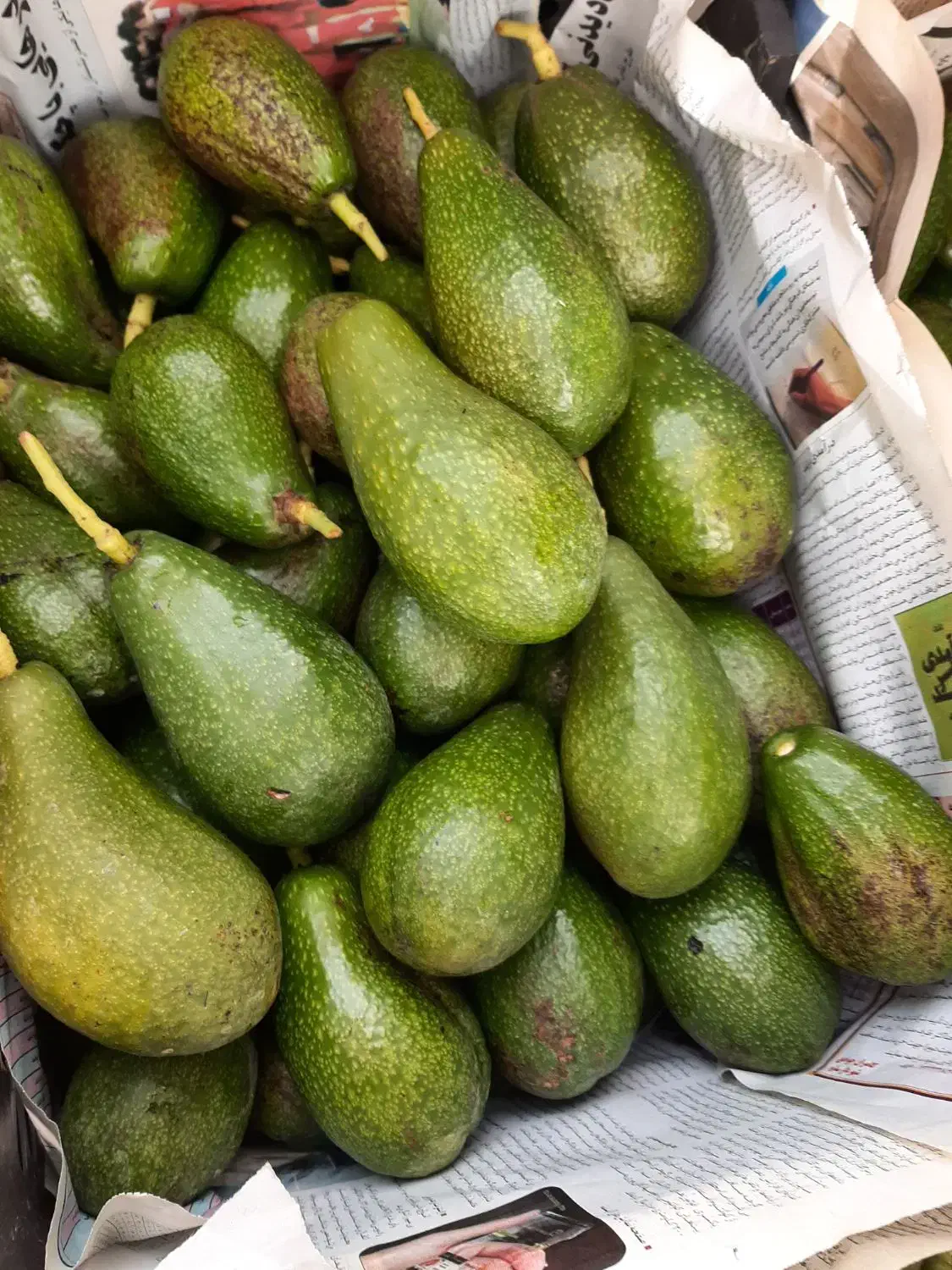 فروش نهال آووکادو|خدمات باغبانی و درختکاری|رامسر, |دیوار