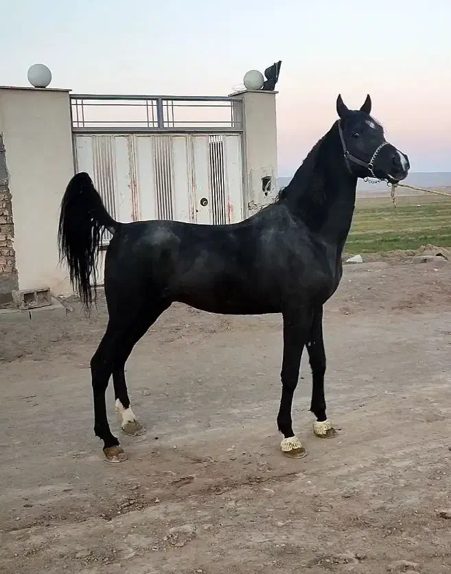 اسب مادیان کرد|اسب و تجهیزات اسبسواری|تهران, امیرآباد|دیوار