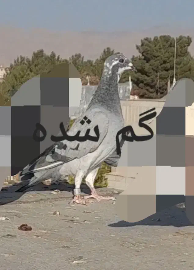 پلاکی کبوتر کفتر مسافتی ابلغ المانی|پرنده|میان جلگه, |دیوار