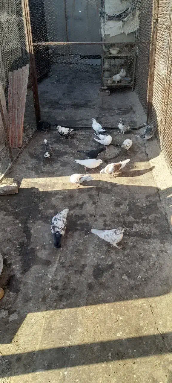 کبوتر گرفتنی|پرنده|سمنان, |دیوار