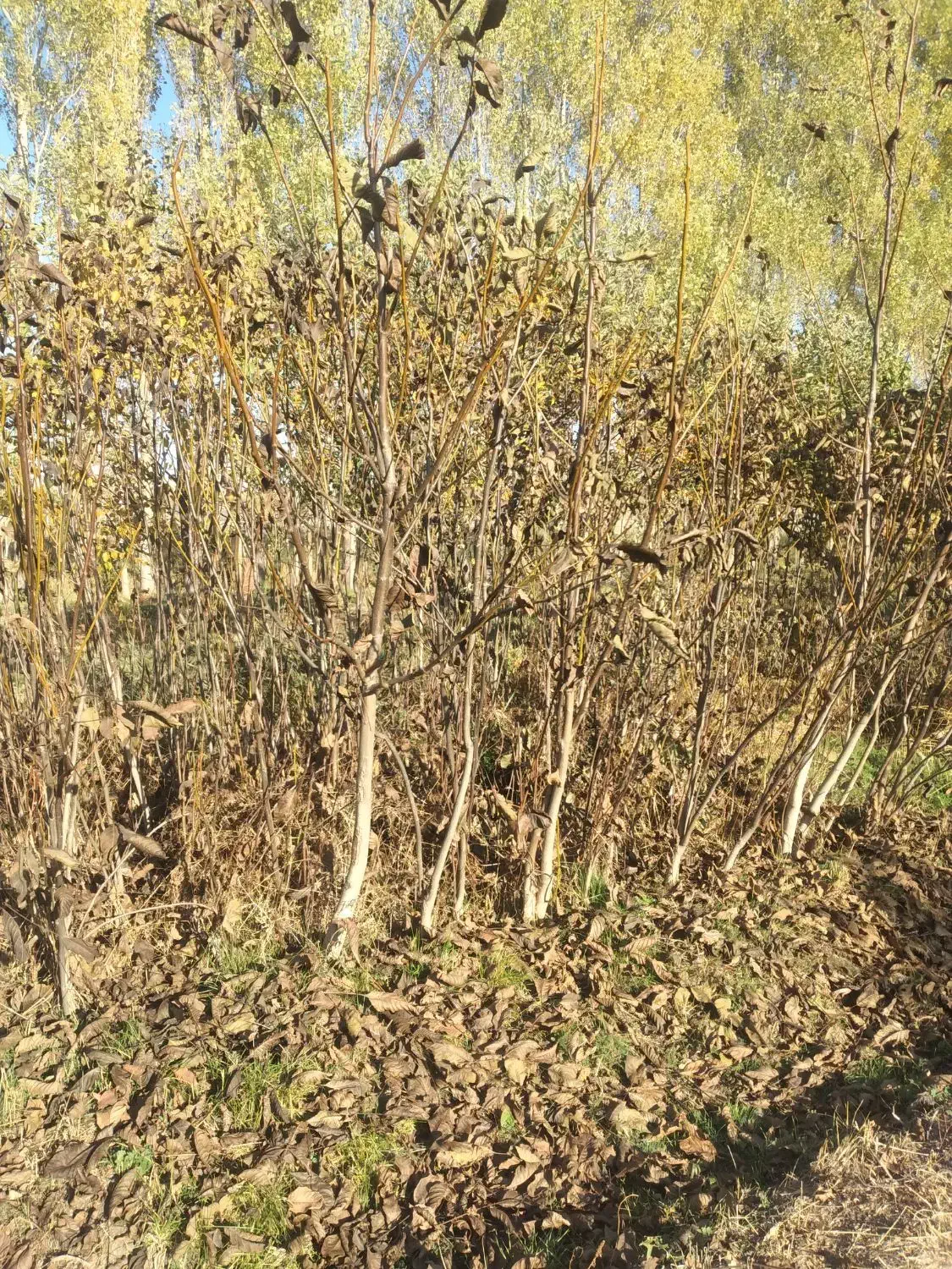 نهال گردوی کاغذی|خدمات باغبانی و درختکاری|سراب, |دیوار