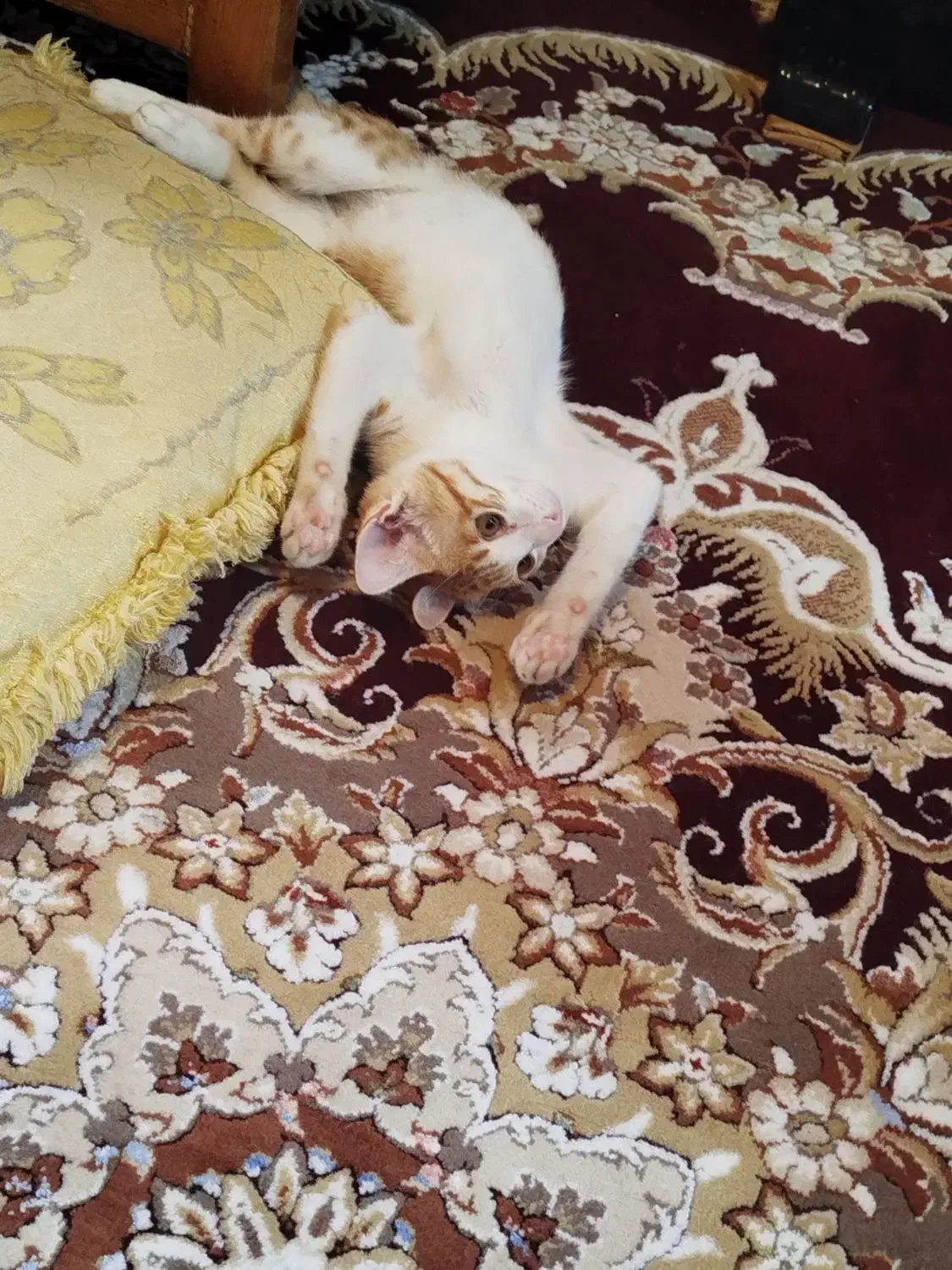 واگذاری|گربه|ساری, |دیوار