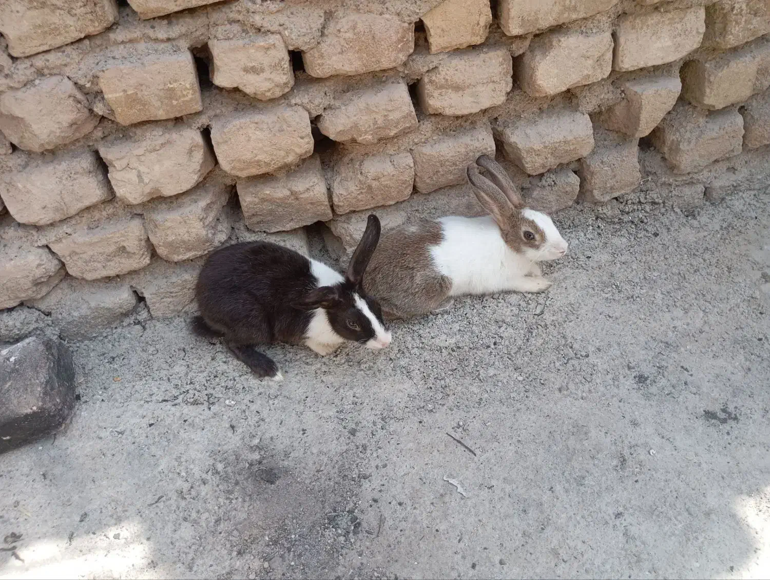 خرگوش خرگوش قشنگ|موش و خرگوش|رباطکریم, پیغمبر|دیوار