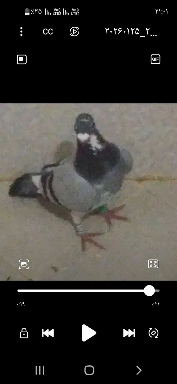 کفتر جلک|پرنده|تایباد, |دیوار