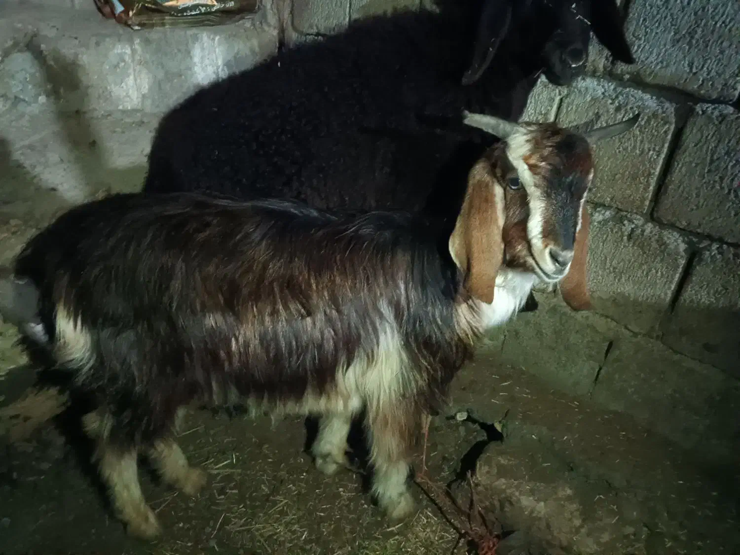 بز ماده|حیوانات مزرعه|خلیفان, |دیوار