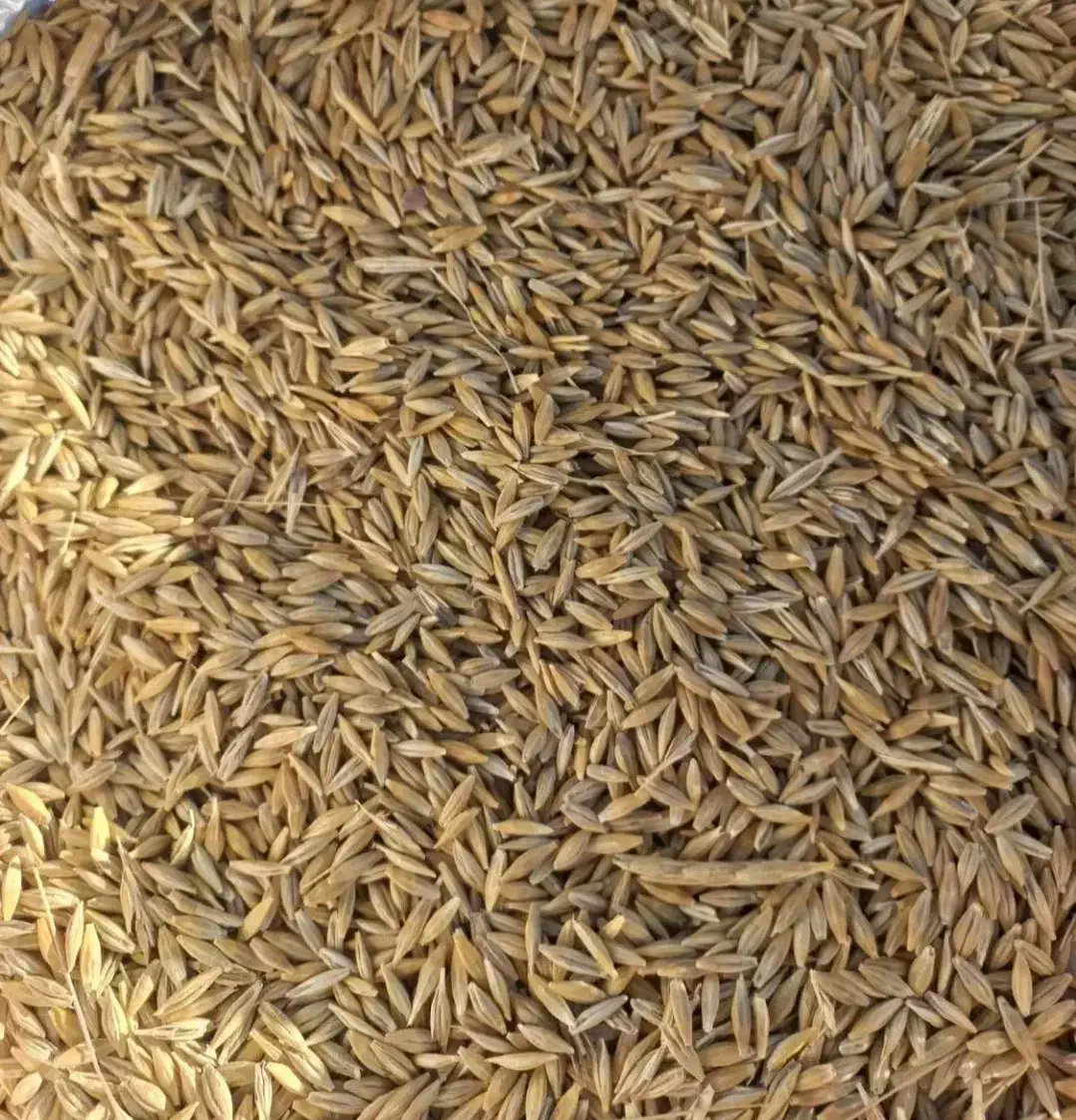 جو دیم کوردی و کود سفید|عمده‌فروشی|زرنه, |دیوار