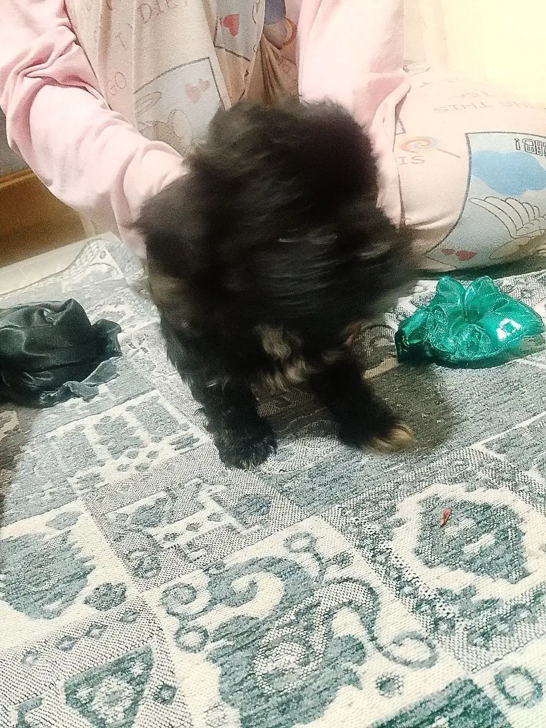 اسگ شیتزو|سگ|پرند, فاز ۶|دیوار