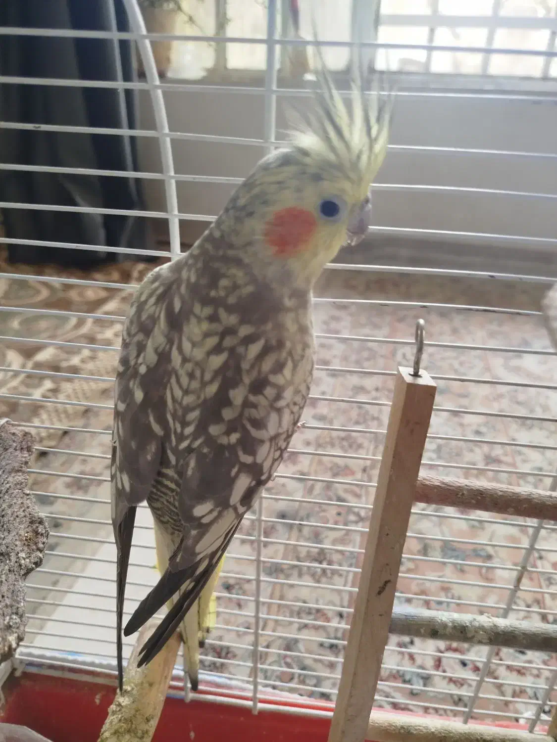 عروس هلندی|پرنده|شیراز, مهدی‌آباد|دیوار