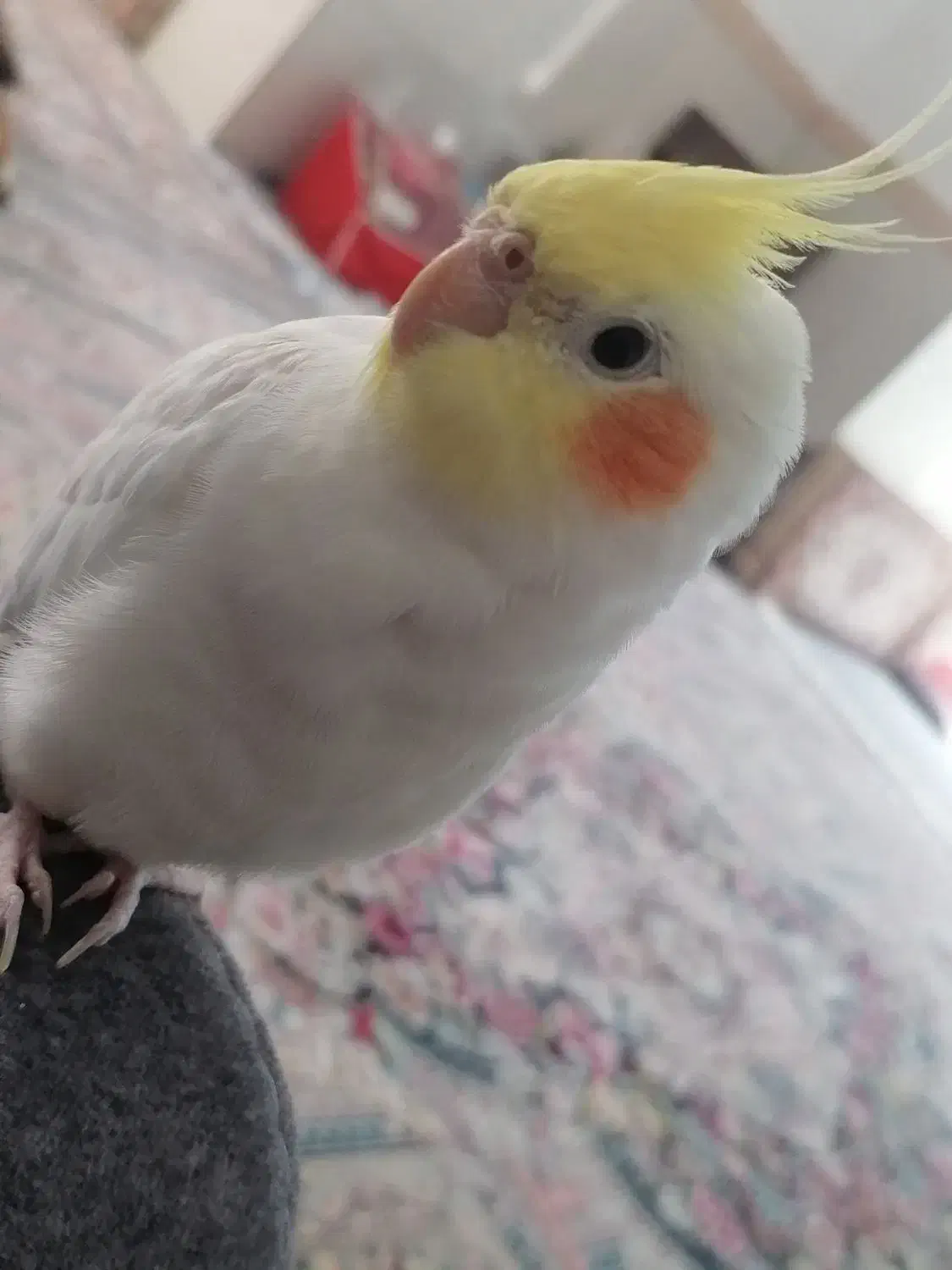 عروس هلندی لوتینو نر|پرنده|پاکدشت, پارچین|دیوار