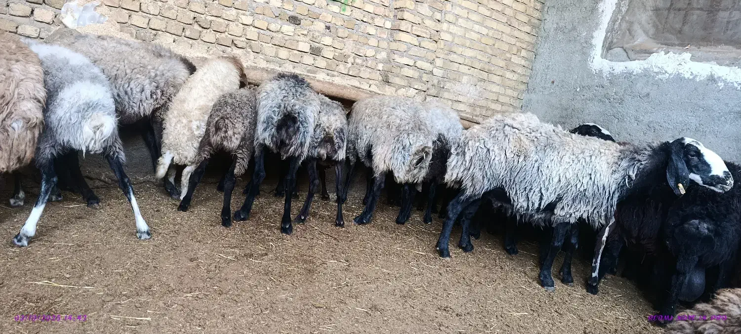 دام کوهستانی|حیوانات مزرعه|کوهسار (البرز), |دیوار