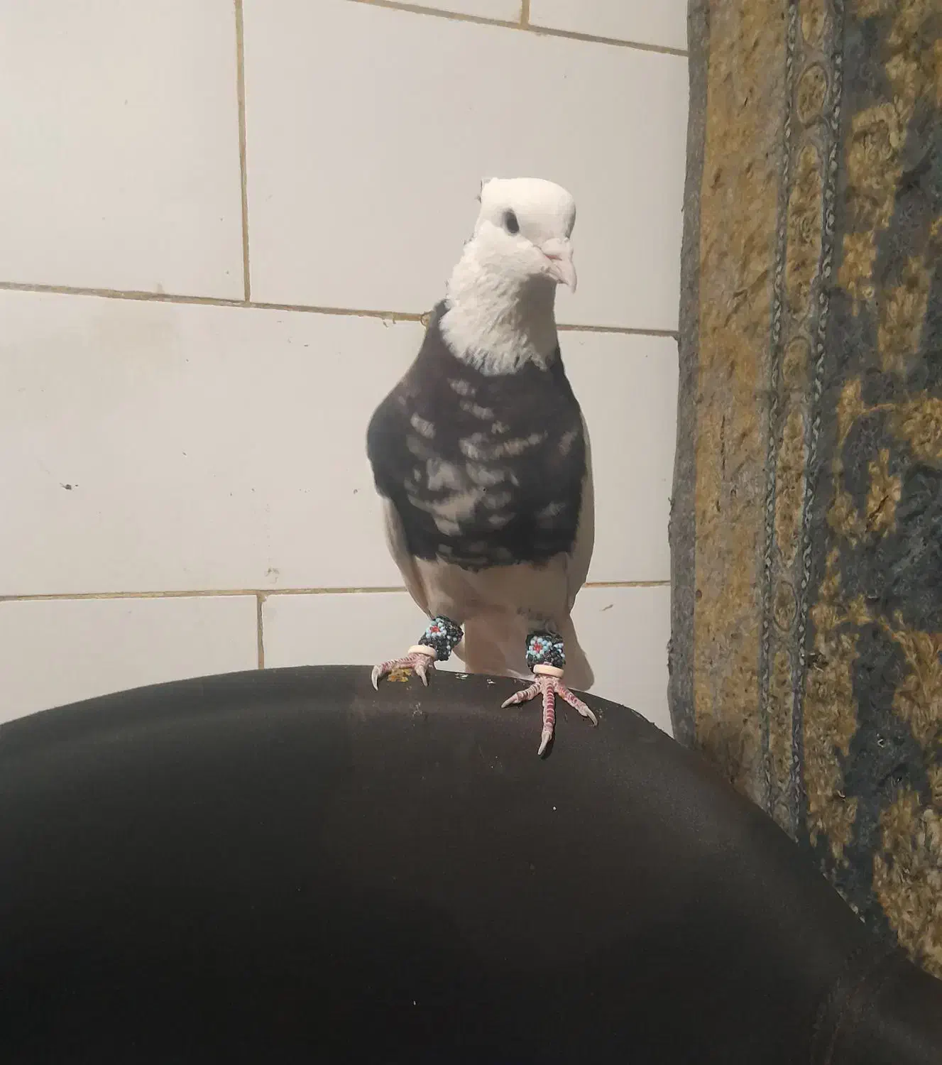 طوق سرور نر مس .|پرنده|شیراز, شهرک مهدی‌آباد|دیوار