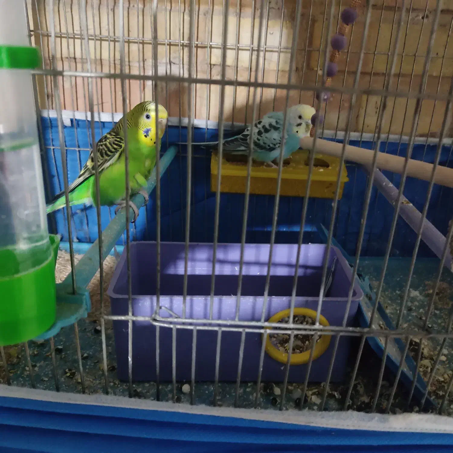 مرغ عشق|پرنده|فولادشهر, A2|دیوار