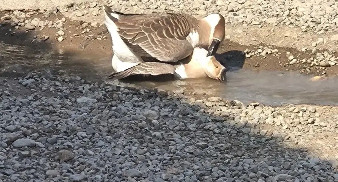 قوغاز|حیوانات مزرعه|گرگان, |دیوار