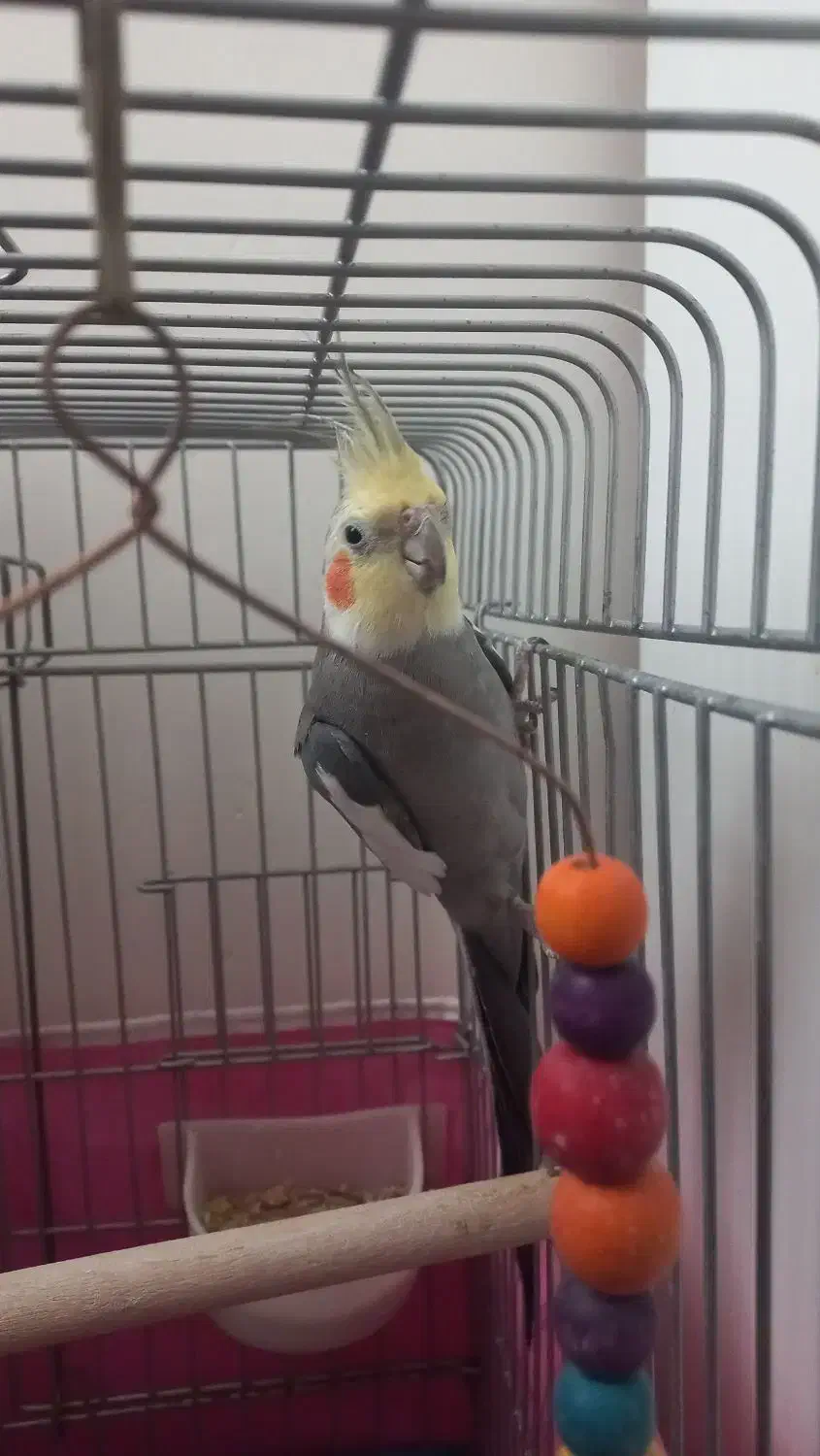 عروس هلندی|پرنده|کرج, برغان|دیوار