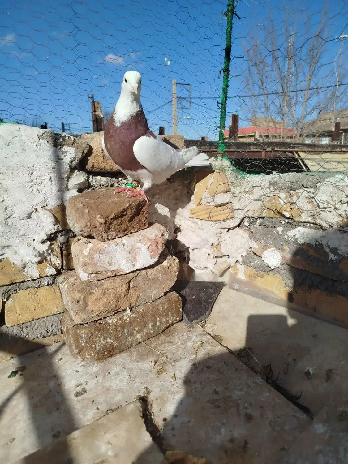 کبوتر طوقی|پرنده|بوئین زهرا, |دیوار