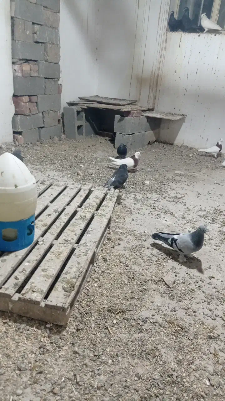 ۳۰عدد ترکیه|پرنده|باروق, |دیوار