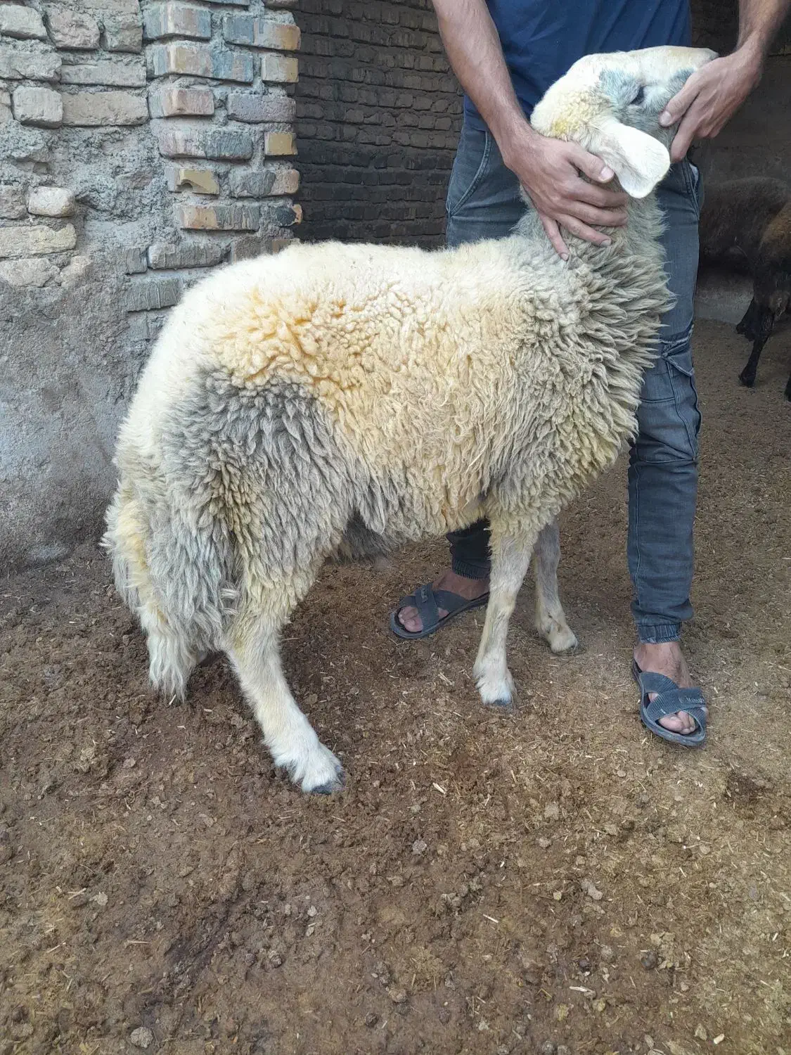 بره قوچ آس|حیوانات مزرعه|آق قلا, |دیوار