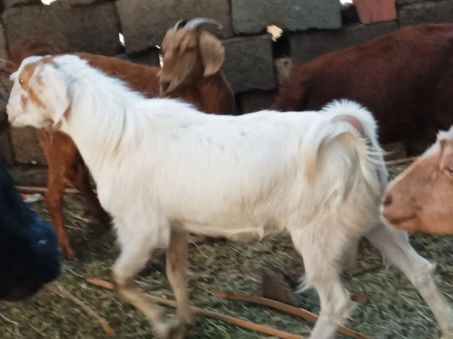 نری|حیوانات مزرعه|بم, |دیوار