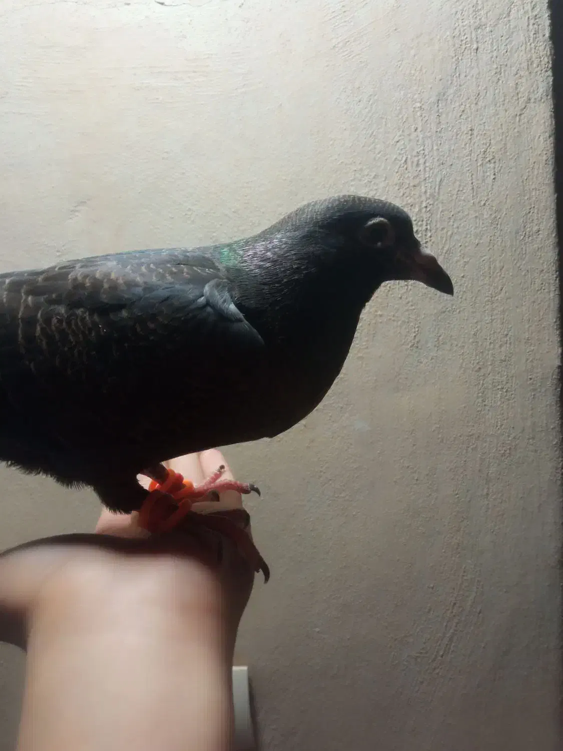 اشیا|حیوانات|سبزوار, قلعه‌نو دهزار|دیوار