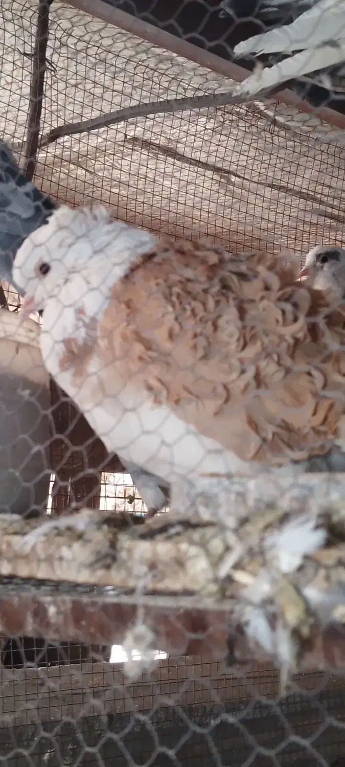 کبوتر جکسون نر و جوجه دم چتری|پرنده|پاکدشت, پاکدشت (مامازند)|دیوار