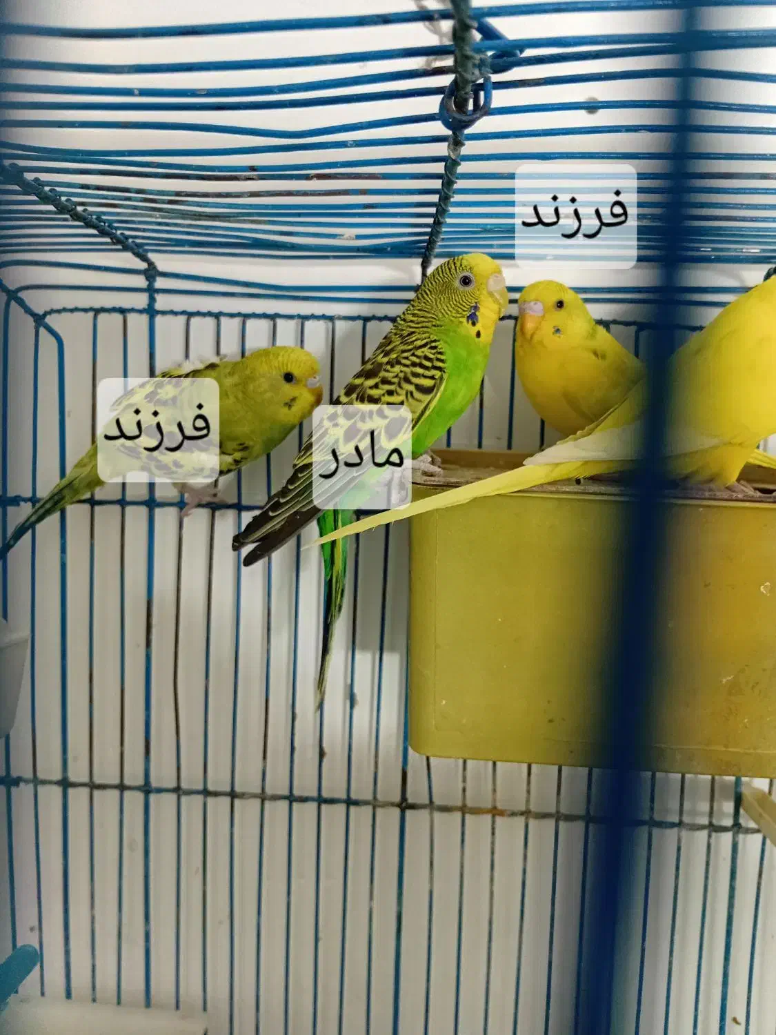 مرغ عشق|پرنده|محمدشهر, محمدشهر|دیوار