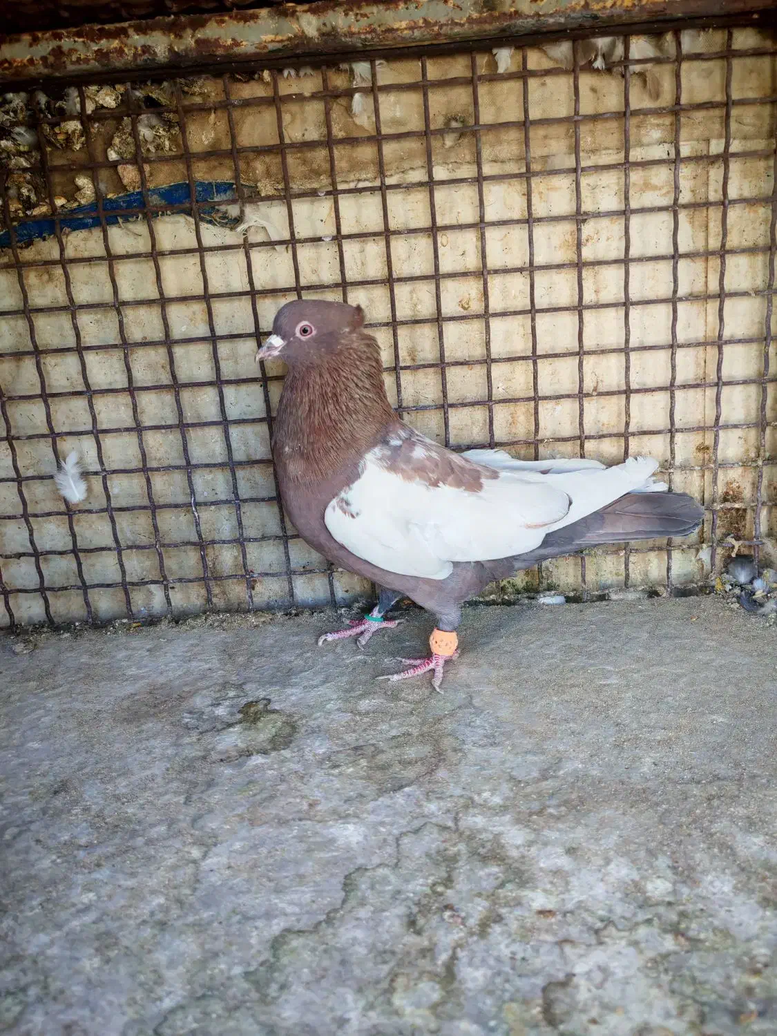 سبز هل پاپر و سینه تافته ای|پرنده|شیراز, رکنآباد|دیوار