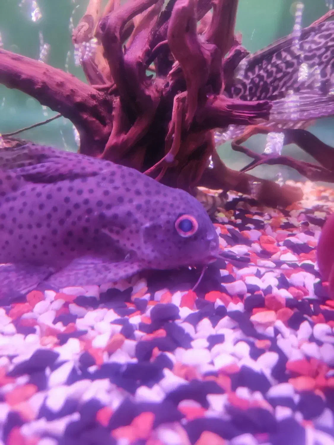 کت فیش وارونه خرگوشی کف خوار|ماهی|قدس, شهرقدس|دیوار