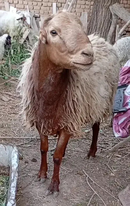 کود گوسفندی تازه و تمیز|خدمات باغبانی و درختکاری|کاشمر, |دیوار