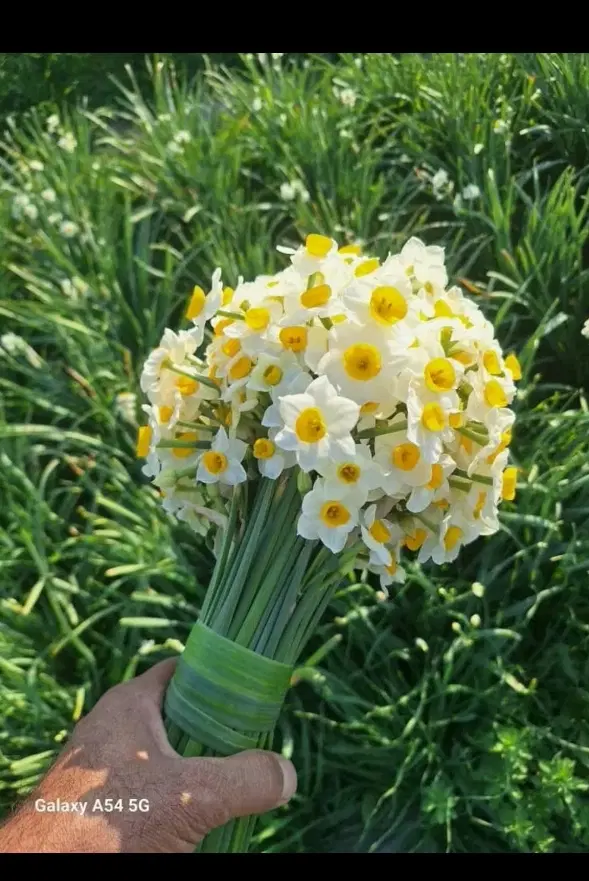 گل رز عمده بسته بیستای1ملیون|گل و گیاه طبیعی|شیراز, ارم|دیوار