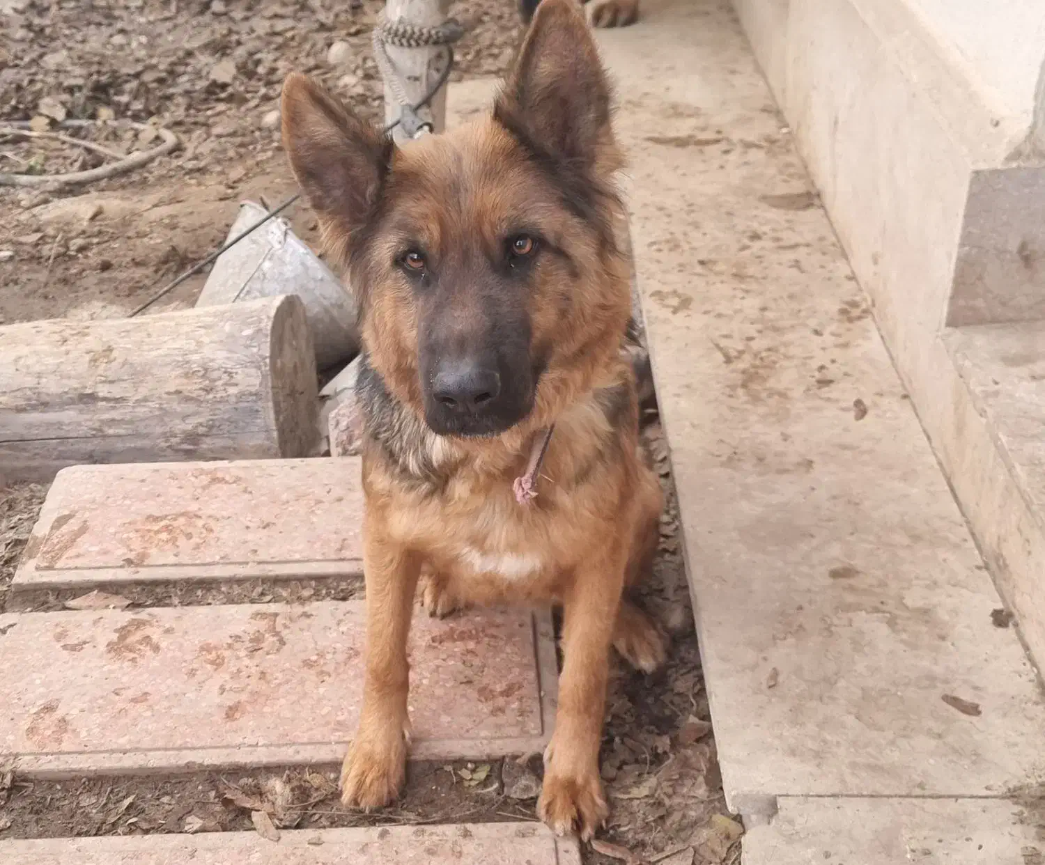 یک ژرمن ماده استثنایی|سگ|ماهدشت, |دیوار