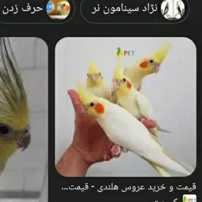 عروس گمشده|حیوانات|سمنان, |دیوار