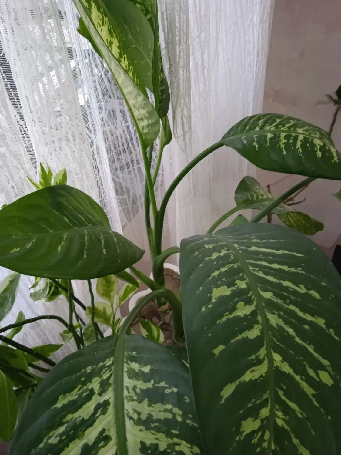 گل زیبا|گل و گیاه طبیعی|ارومیه, |دیوار