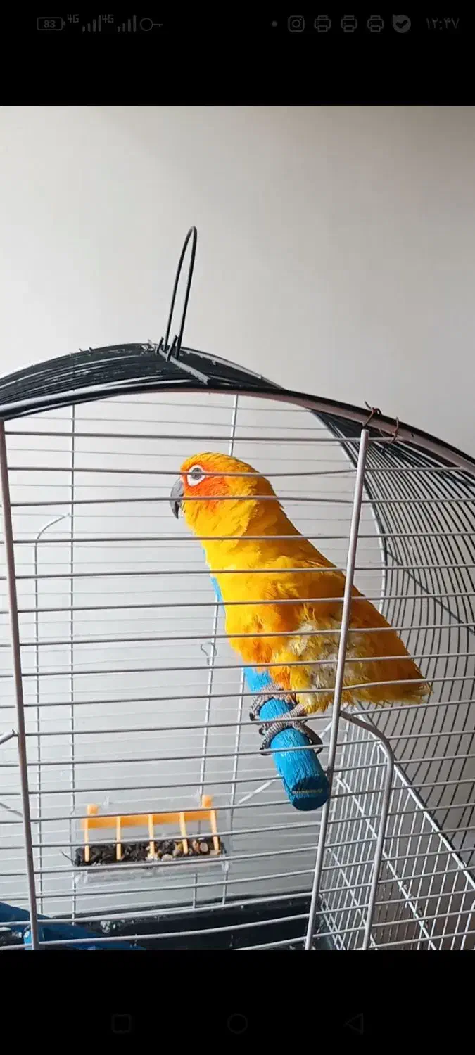 طوطی کانور خورشیدی|پرنده|اردبیل, |دیوار