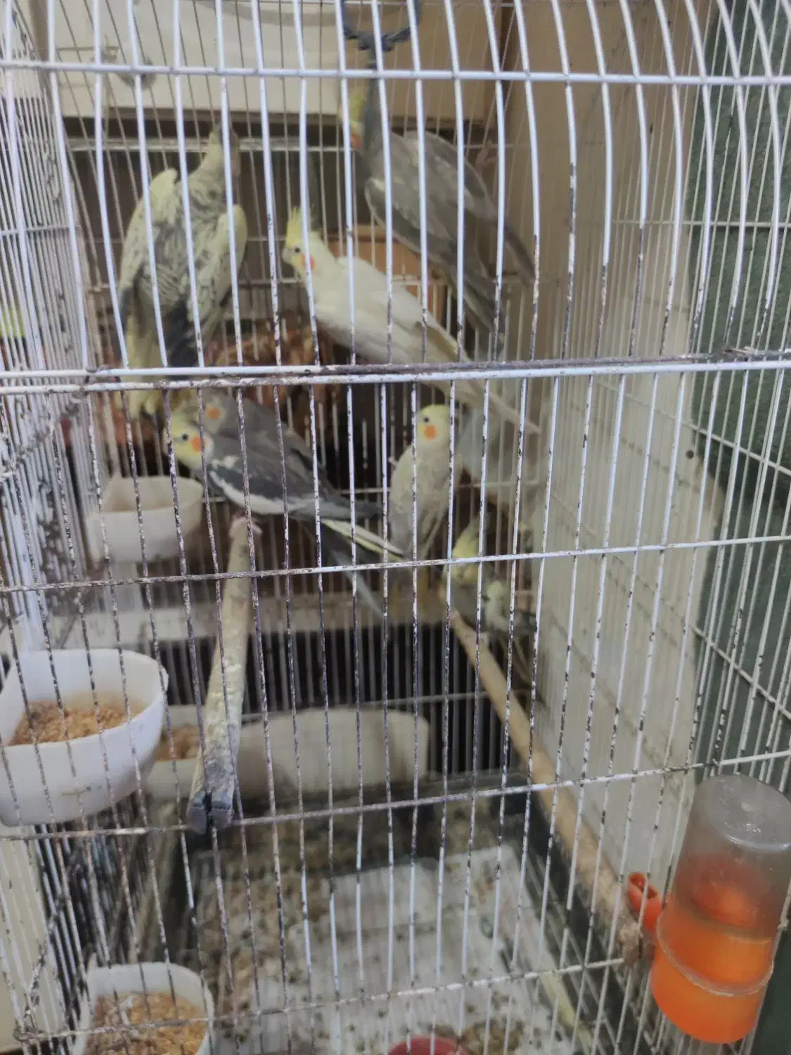 فروش پرنده|پرنده|لشت نشا, |دیوار