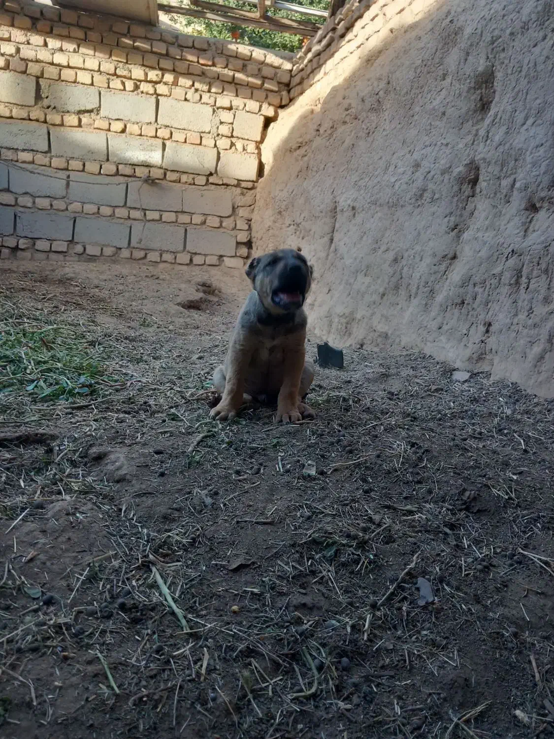 توله خراسانی|سگ|بردسکن, |دیوار