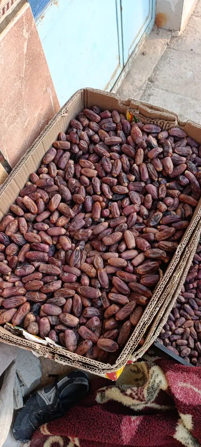 خرما دیری|حراج|اهواز, اهواز|دیوار