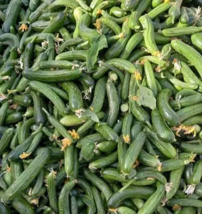 خیار سبز|عمده‌فروشی|توکهور, |دیوار