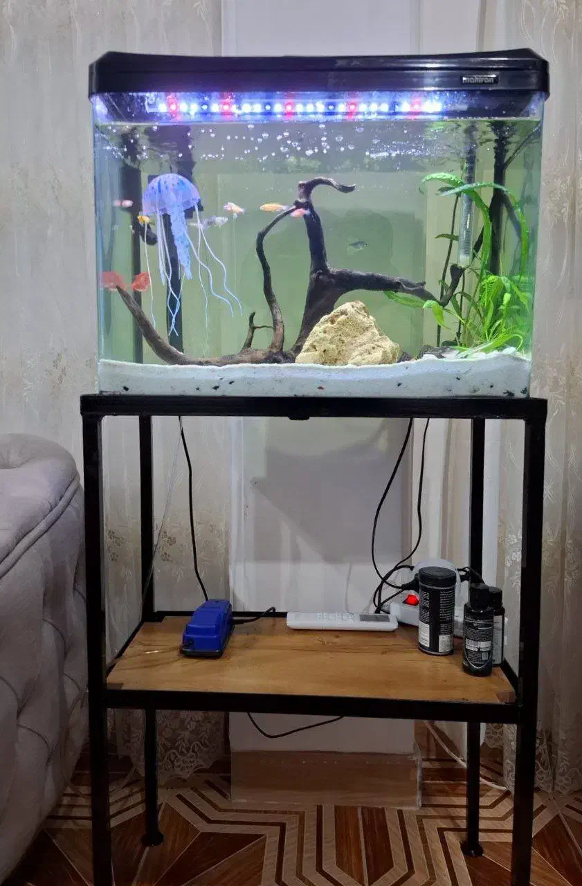 آکواریوم شرکتی ماهیران شیشه خم|ماهی|رشت, پاستوریزه|دیوار