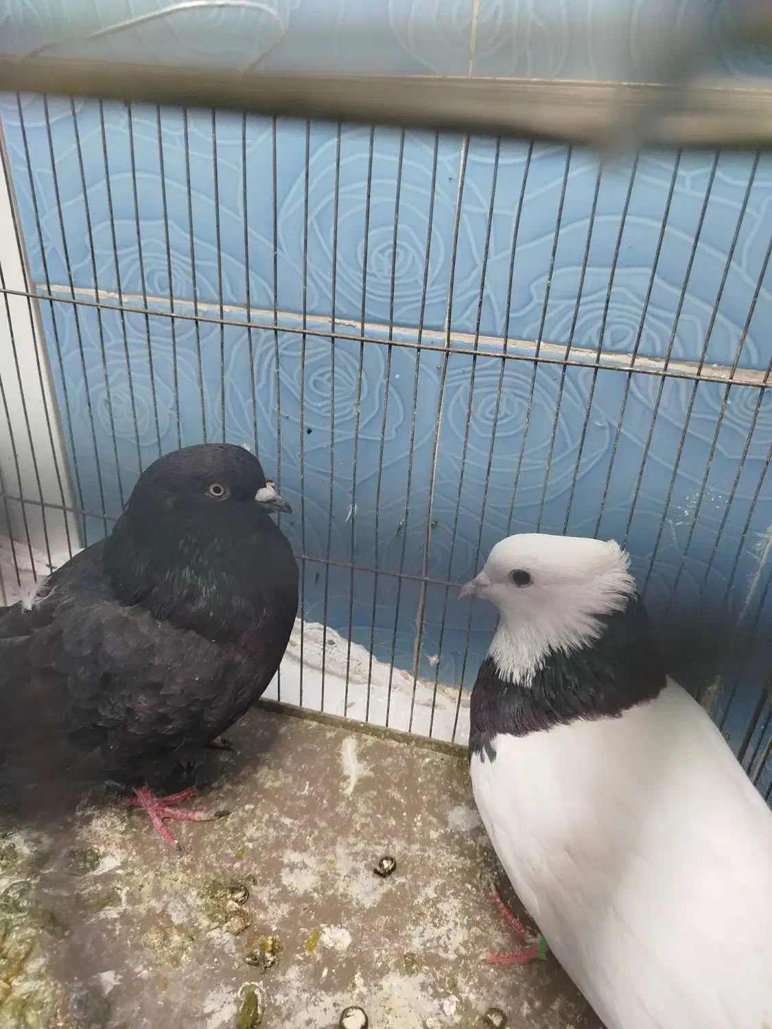 فروشی|پرنده|ایذه, |دیوار