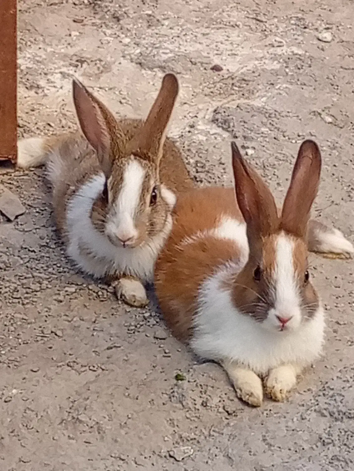 خرگوش خانگی|موش و خرگوش|بندرعباس, |دیوار