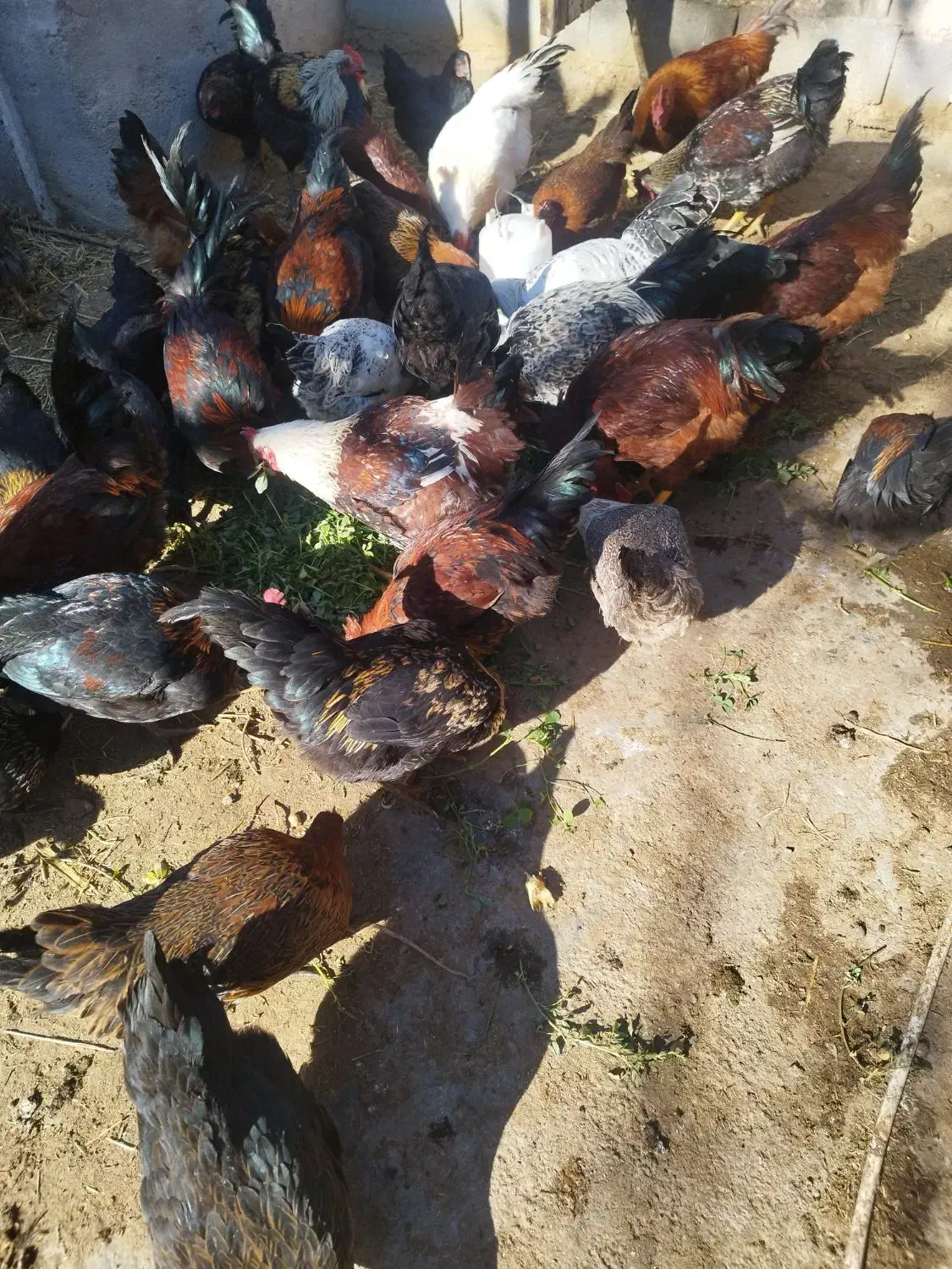 خروس محلی|حیوانات مزرعه|جوادآباد, |دیوار