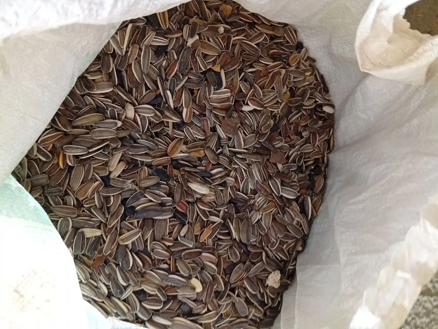 تخمه افتابگردان|خوردنی و آشامیدنی|مشهد, آبکوه|دیوار