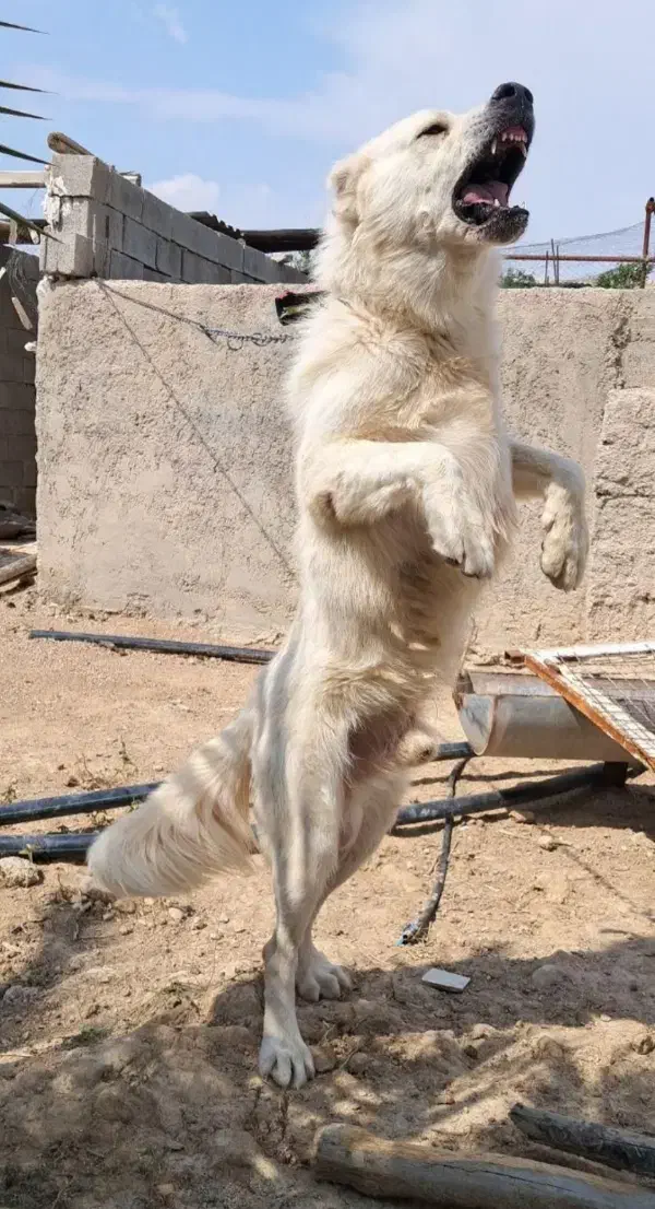 سگ بیابونی|سگ|ارژن, |دیوار