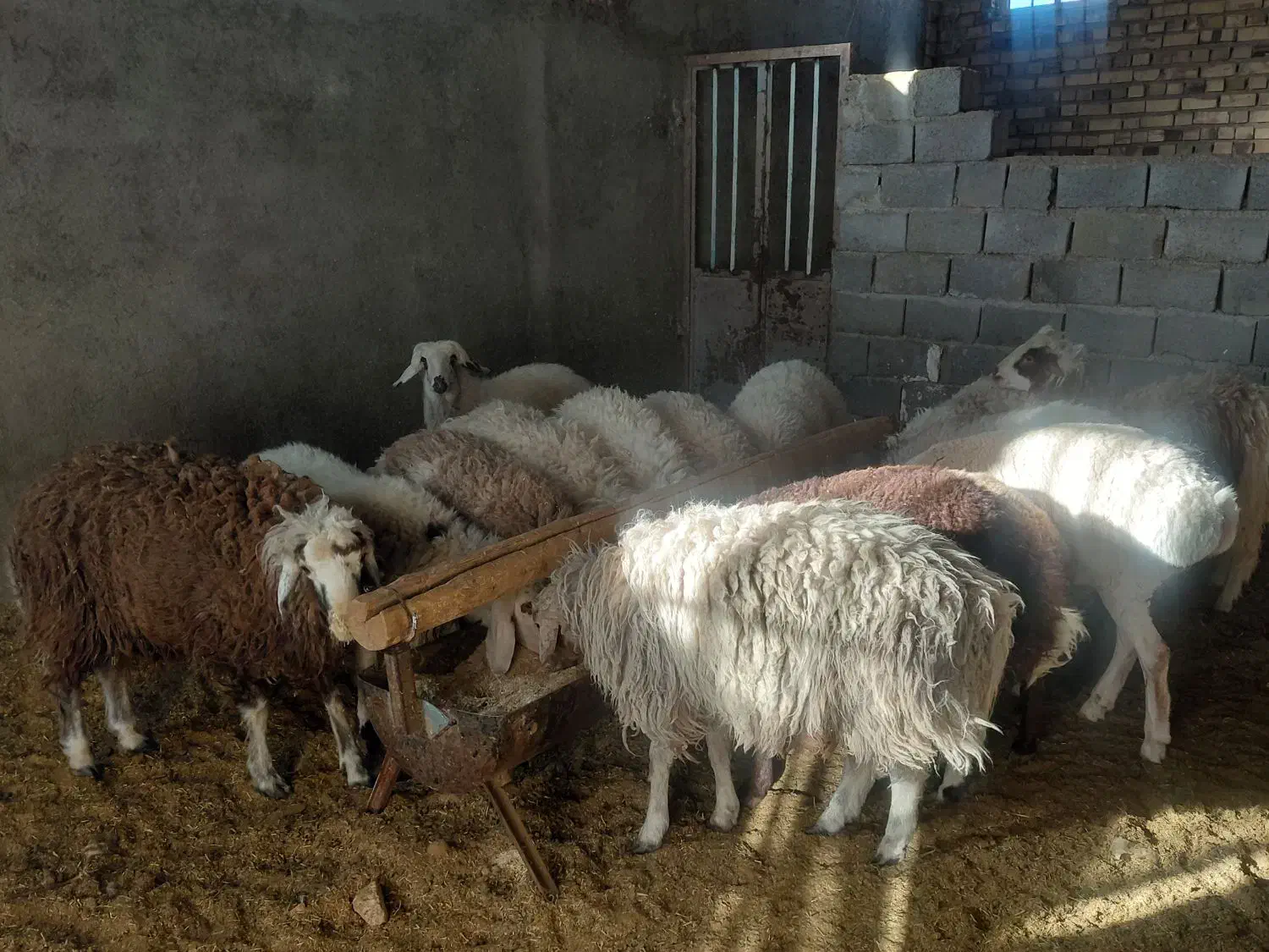 ۲۰تا بره ۴ماده ۱۶نر قیمت کیلو ۳۴۰ تکی فروش دارم|حیوانات مزرعه|نیمبلوک, |دیوار