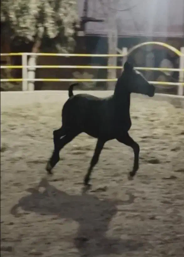 کره مادیان|اسب و تجهیزات اسب‌سواری|مرادلو, |دیوار