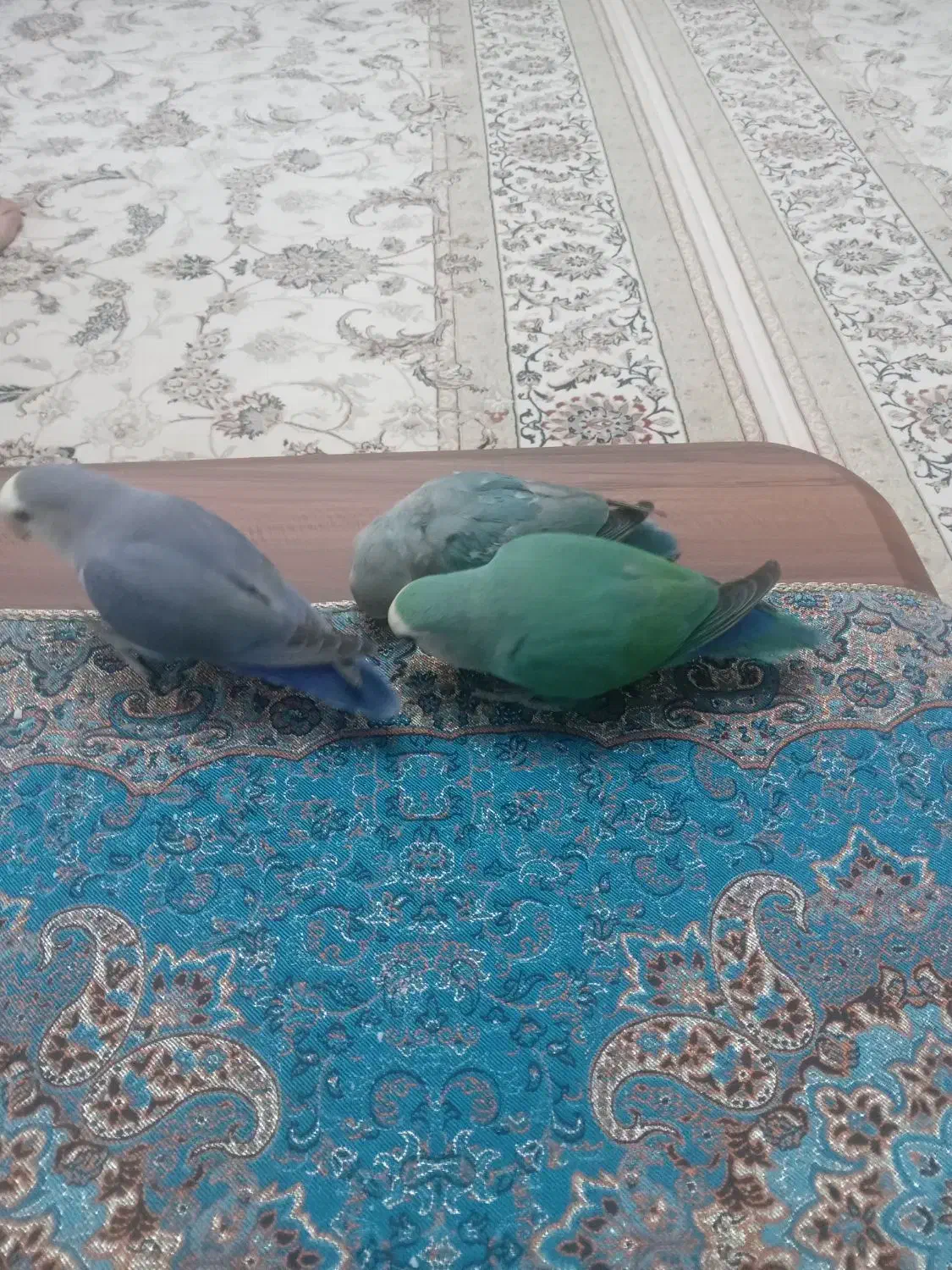 طوطی برزیلی|پرنده|دماوند, گیلاوند|دیوار