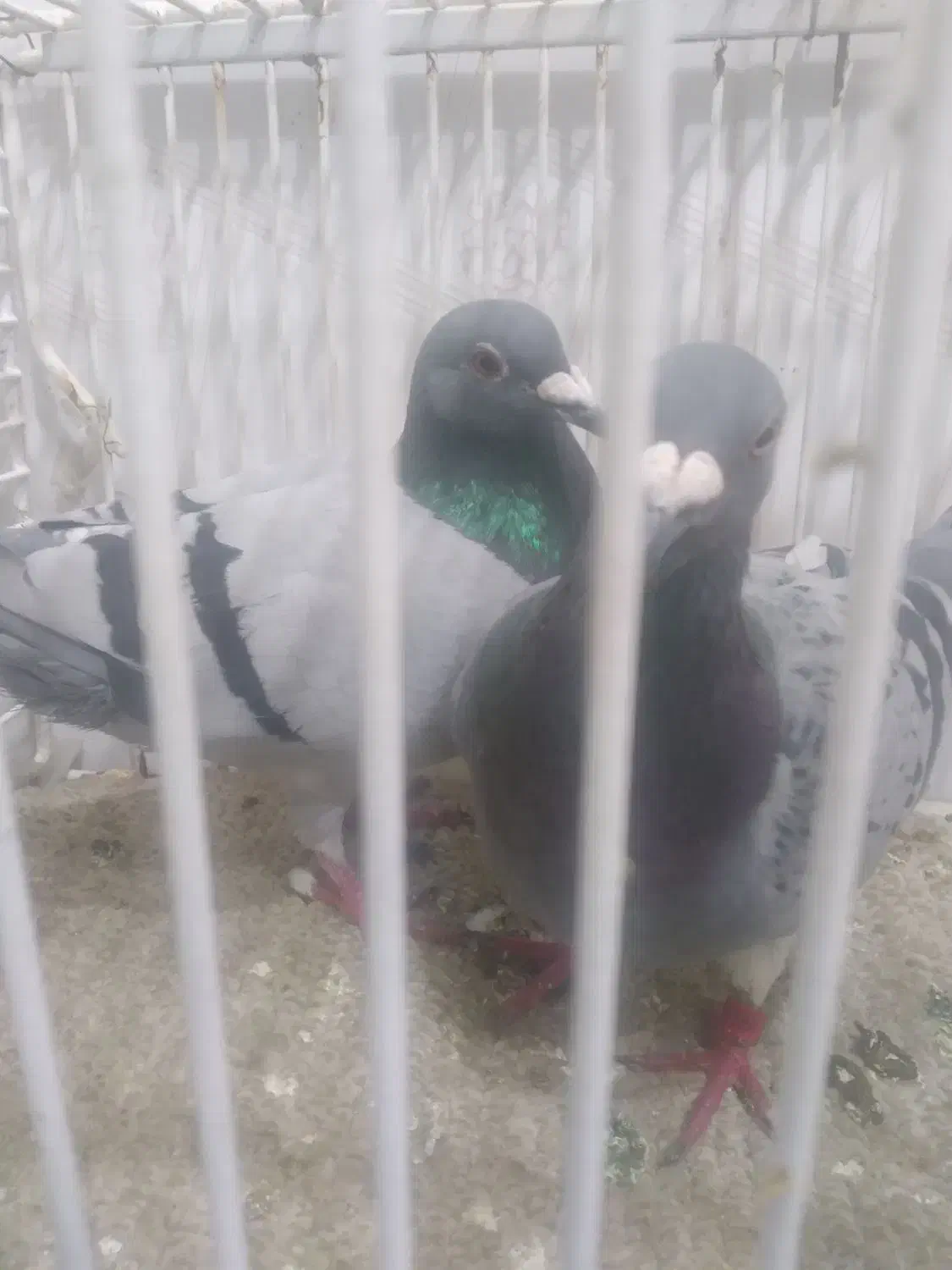 فرش|پرنده|آبادان, |دیوار